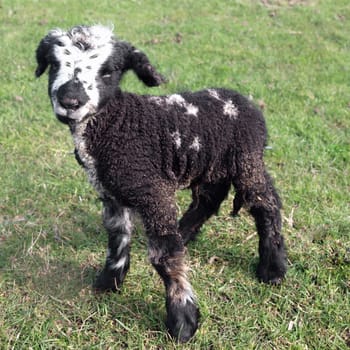 Day Old Black Lamb in a grass field