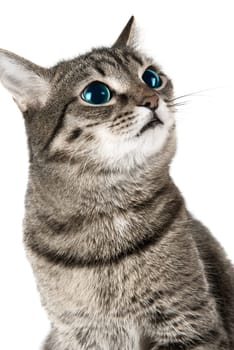 Cat with green eyes on white
