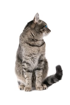 Beauty Cat with green eyes on white