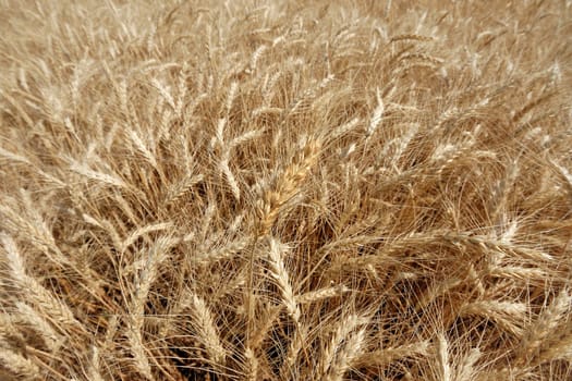 field with the harvest of ripe wheat