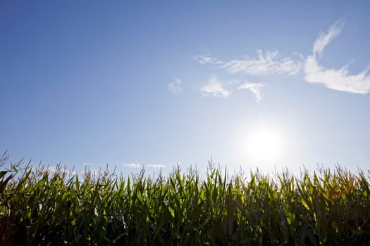 corn field on a sunny day