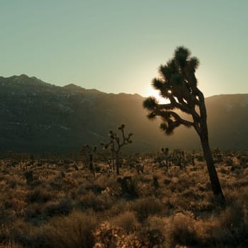 A joshua tree in Joshua Tree National Park against a setting sun, turquoise sky and mountains.