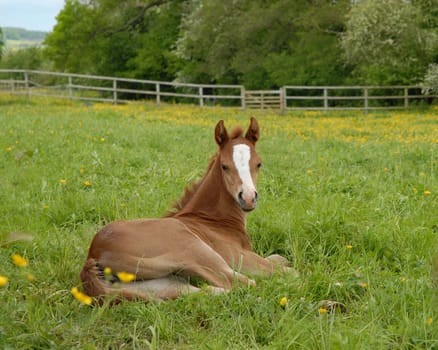 foal relaxing in a field of buttercups