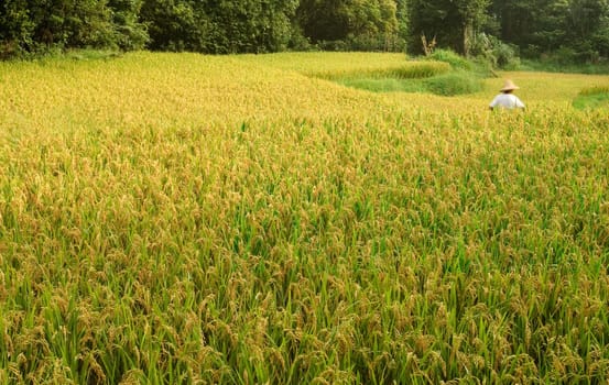 Here are ripe rice with beautiful yellow color.