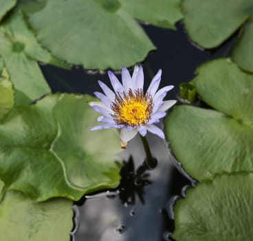 Lotus flower