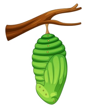 Cartoon pupa of the butterfly