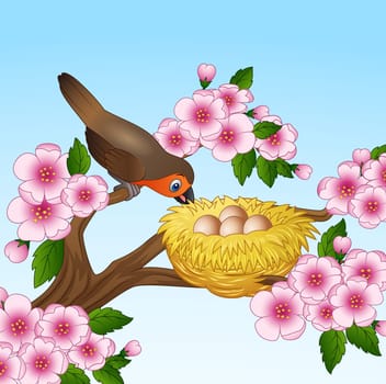Robin with egg in the nest isolated on white background