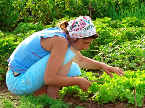 woman cropping green lettuce from the vegetable bed