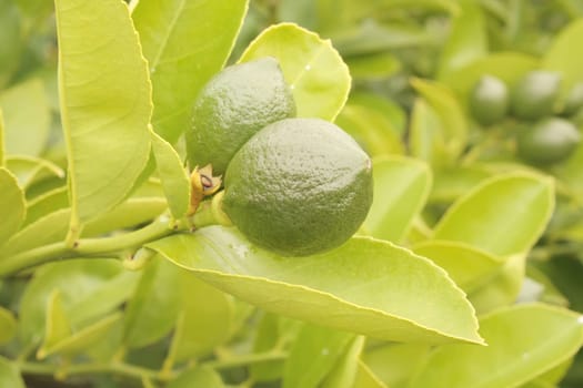 Young Fresh Green Lime on the Tree