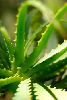 Green prickly aloe plants under sunny rays