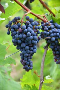 Bunches of grapes in a sunny on a vineyard
