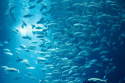 School of fish swimming in the water, animals of the ocean, sardinella fishes, ecosystem and environment