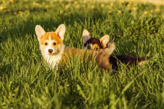 Two short Pembroke Welsh Corgi cubs walking on green lawn with yellow blossoms on sunny and warm weather together. Doggy with black and white fur hiding behind red and white haired friend.
