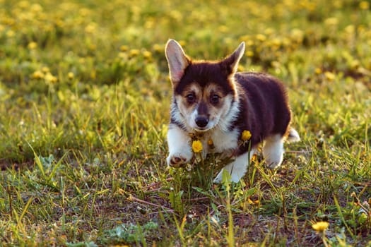 Amazing small Pembroke Welsh Corgi puppy with big loveable ears walking on lawn on sunny day. Sable and white colored handsome cub enjoying yellow flowers and green grass.