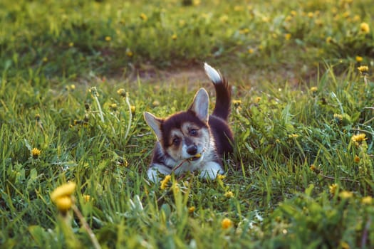 Wonderful baby Pembroke Welsh Corgi walking outdoor on warm and sunny summer day. Little dog with black and white hair having fun and trying eat yellow dandelion.