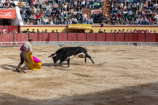 March 26, 2023 Lisbon, Portugal: Tourada - bullfighter provokes the bull with a bright rag. Mid shot