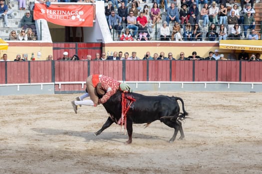 March 26, 2023 Lisbon, Portugal: Tourada - forcado jump on the bull on the arena. Mid shot