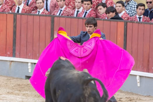 March 26, 2023 Lisbon, Portugal: Tourada - bullfighter provoking the bull with a bright rag on arena. Mid shot
