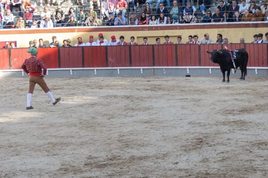 March 26, 2023 Lisbon, Portugal: Tourada - forcado provoking the bull on arena. Mid shot