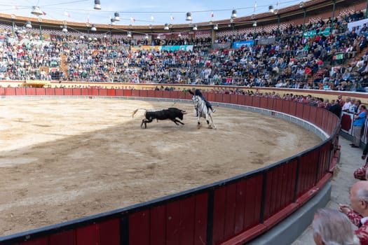 March 26, 2023 Lisbon, Portugal: Tourada - bullfighter on horseback against the bull on the arena. Mid shot