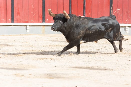 March 26, 2023 Lisbon, Portugal: Tourada - black bull in the arena. Mid shot