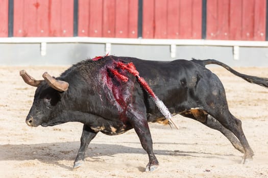 March 26, 2023 Lisbon, Portugal: Tourada - black bleeding bull running on the arena. Mid shot