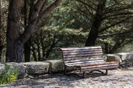 One bench in a green forest park. Mid shot