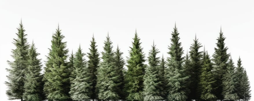 A serene winter forest scene with a row of snow-covered trees on a white background is AI Generative.