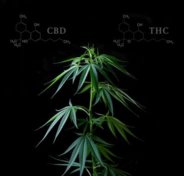 Cannabis leaves with cbd thc chemical structure