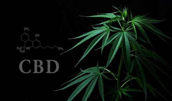 Cannabis leaves with cbd thc chemical structure