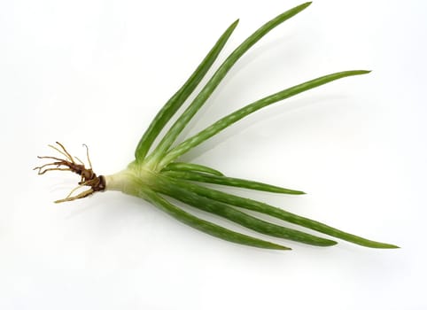 Aloe,Barbadensis Vera is a thick-leaved plant and is used in medicine as a medicine. Aloe,Barbadensis Vera is a succulent plant and is used in medicine as a medicinal product.