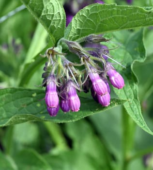 Comfrey,Symphytum,officinale,is a wild plant with white or purple flowers. It is an important medicinal plant and is also used in medicine. Comfrey,Symphytum,officinale,is a wild plant with white or purple flowers. It is an important medicinal plant and is also used in medicine.