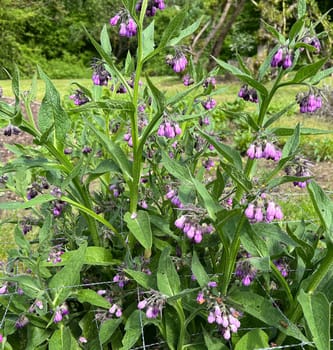 Comfrey,Symphytum,officinale,is a wild plant with white or purple flowers. It is an important medicinal plant and is also used in medicine. Comfrey,Symphytum,officinale,is a wild plant with white or purple flowers. It is an important medicinal plant and is also used in medicine.