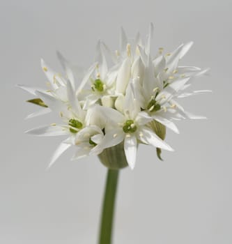 Garlic is an important wild herb and medicinal plant that has a garlic scent with white flowers. It has several poisonous double-gaengers,such as lily,autumn crocus,arum. Baerlauch is an important herb and medicinal plant that has a garlic scent with white flowers. It has several poisonous doppelgangers,(double runner) such as lily of the valley,autumn crocus and arum.