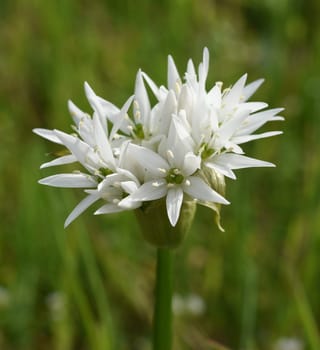 Garlic is an important wild herb and medicinal plant that has a garlic scent with white flowers. It has several poisonous double-gaengers,such as lily,autumn crocus,arum. Baerlauch is an important herb and medicinal plant that has a garlic scent with white flowers. It has several poisonous doppelgangers,(double runner) such as lily of the valley,autumn crocus and arum.