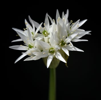 Garlic is an important wild herb and medicinal plant that has a garlic scent with white flowers. It has several poisonous double-gaengers,such as lily,autumn crocus,arum. Baerlauch is an important herb and medicinal plant that has a garlic scent with white flowers. It has several poisonous doppelgangers,(double runner) such as lily of the valley,autumn crocus and arum.