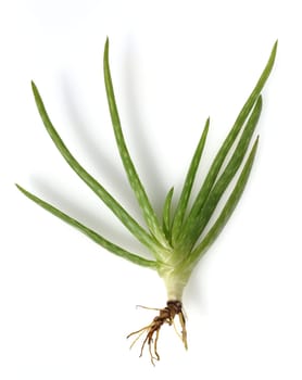 Aloe,Barbadensis Vera is a thick-leaved plant and is used in medicine as a medicine. Aloe,Barbadensis Vera is a succulent plant and is used in medicine as a medicinal product.