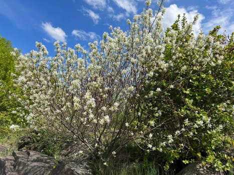 Rock pear is a shrub that can grow between two and six meters high,depending on the species or variety. Pear pear is a shrub that - depending on the species or variety - can be between two and six meters high