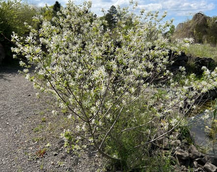 Rock pear is a shrub that can grow between two and six meters high,depending on the species or variety. Pear pear is a shrub that - depending on the species or variety - can be between two and six meters high