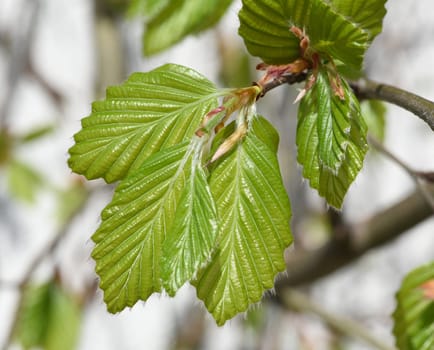 Beech,Fagus sylvatica,is a deciduous tree that is often found in our forests.  It is a powerful tree and its wood is an important supplier of timber. Beech,Fagus,sylvatica,is a deciduous tree,which is often found in our forests. It is a powerful tree and its wood is an important timber supplier.