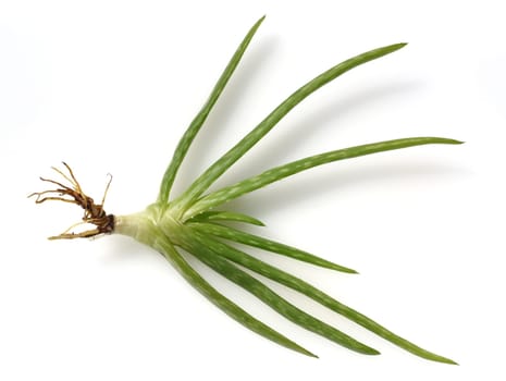 Aloe,Barbadensis Vera is a thick-leaved plant and is used in medicine as a medicine. Aloe,Barbadensis Vera is a succulent plant and is used in medicine as a medicinal product.