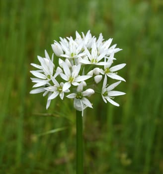 Garlic is an important wild herb and medicinal plant that has a garlic scent with white flowers. It has several poisonous double-gaengers,such as lily,autumn crocus,arum. Baerlauch is an important herb and medicinal plant that has a garlic scent with white flowers. It has several poisonous doppelgangers,(double runner) such as lily of the valley,autumn crocus and arum.