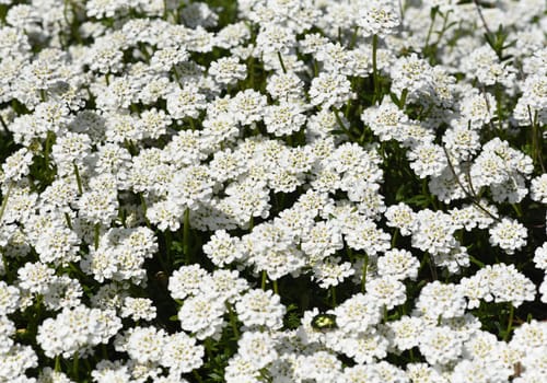 Bitter ribbon flower,Iberis amara is an important medicinal plant with white flowers. Bitter candytuft,Iberis amara is an important medicinal plant with white flowers.