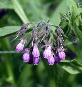 Comfrey,Symphytum,officinale,is a wild plant with white or purple flowers. It is an important medicinal plant and is also used in medicine. Comfrey,Symphytum,officinale,is a wild plant with white or purple flowers. It is an important medicinal plant and is also used in medicine.