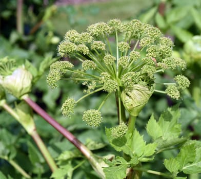 Angelica,Angelica,Archangelica,belongs to the wild plants with green flowers. It is an important medicinal plant and is also used in medicine. Angelica,Angelica,Archangelica,belongs to the wild plant with green flowers. It is an important medicinal plant and is also used in medicine.
