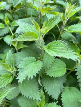 Nettle the Great,Urtica Dioica,belongs to the wild herbs and wild vegetables. It is a wild plant with green flowers. It is an important medicinal plant and is also used in medicine. The big nettle,Urtica dioica,belongs to the wild herbs and wild vegetables. It is a wild plant with green flowers. It is an important medicinal plant and is also used in medicine.