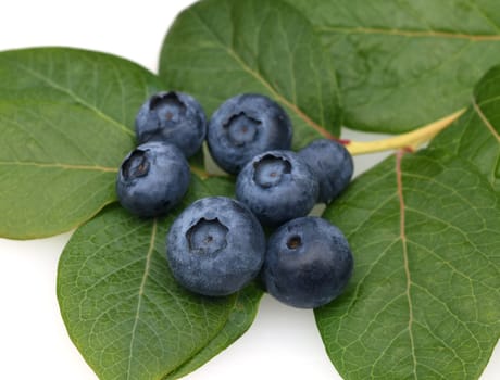 Blueberries or blueberries,vaccinium,myrtillus,is a tasty berry plant with blue berries. Bilberry or bilberry,vaccinium myrtillus,is a tasty berry plant with blue berries.