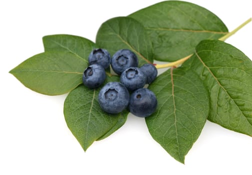Blueberries or blueberries,vaccinium,myrtillus,is a tasty berry plant with blue berries. Bilberry or bilberry,vaccinium myrtillus,is a tasty berry plant with blue berries.