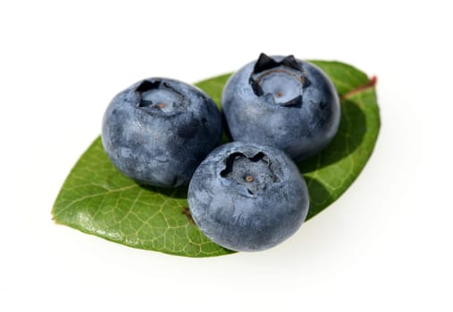 Blueberries or blueberries,vaccinium,myrtillus,is a tasty berry plant with blue berries. Bilberry or bilberry,vaccinium myrtillus,is a tasty berry plant with blue berries.