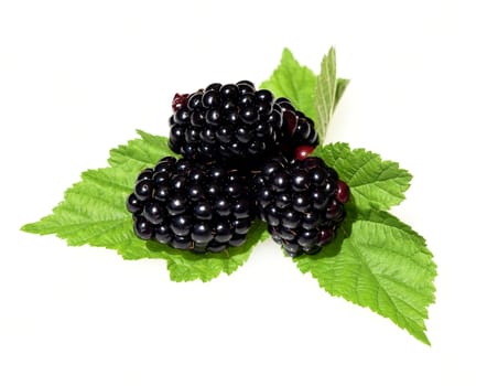 Blackberries,Rubus fructicosa,is a tasty berry plant with black berries. Blackberries,Rubus fructicosa,is a tasty berry plant with black berries